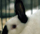 Oily Rootin' Rabbit