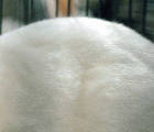 Oily Rootin' Rabbit